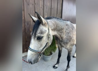 Classic Pony, Ruin, 3 Jaar, 150 cm, Brown Falb schimmel