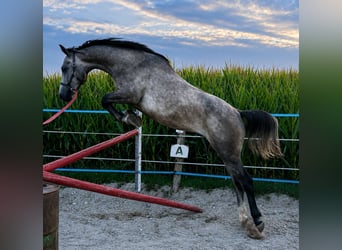Classic Pony, Ruin, 3 Jaar, 150 cm, Brown Falb schimmel