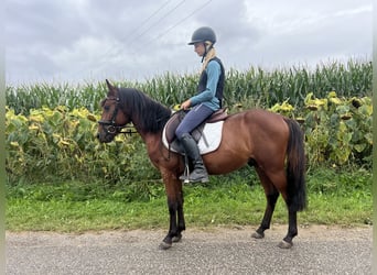 Classic Pony, Ruin, 4 Jaar, 136 cm, Bruin