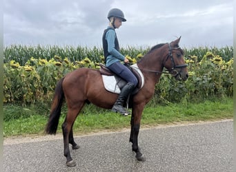 Classic Pony, Ruin, 5 Jaar, 136 cm, Bruin