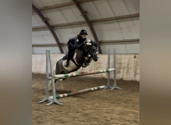 Classic Pony, Ruin, 5 Jaar, 140 cm, Gevlekt-paard