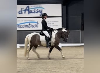 Classic Pony, Ruin, 5 Jaar, 140 cm, Gevlekt-paard