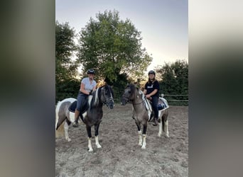 Classic Pony, Ruin, 5 Jaar, 140 cm, Gevlekt-paard