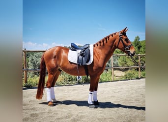 Classic Pony Mix, Ruin, 5 Jaar, 147 cm, Vos