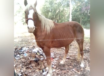 Classic Pony, Ruin, 5 Jaar, 183 cm, Brauner