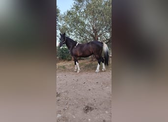 Classic Pony Mix, Ruin, 6 Jaar, 135 cm, Gevlekt-paard