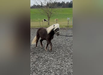 Classic Pony, Ruin, 8 Jaar, 117 cm