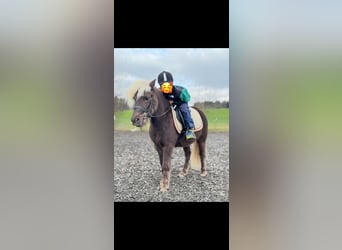 Classic Pony, Ruin, 8 Jaar, 117 cm