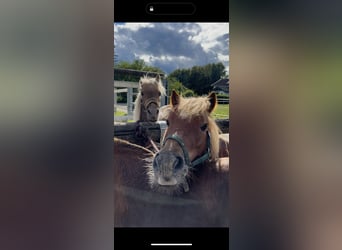 Classic Pony Mix, Sconosciuto, 9 Anni, 104 cm, Sauro