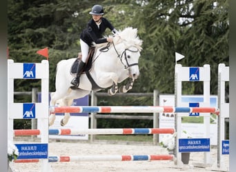 Classic Pony Mix, Stallion, 10 years, 14,1 hh, Grey