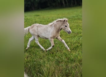 Classic Pony, Stallion, 1 year, Buckskin