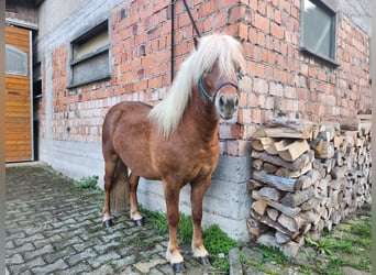 Classic Pony, Stallion, 2 years, 10.2 hh, Chestnut-Red