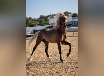 Classic Pony, Stallion, 8 years, 13.2 hh, Buckskin