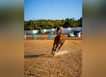 Classic Pony, Stallion, 8 years, 13.2 hh, Buckskin