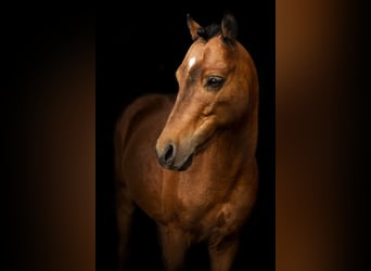 Classic Pony, Stallion, 12 years, 9,3 hh, Brown