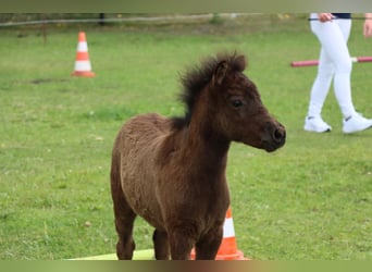 Classic Pony, Stallion, Foal (05/2025), 10,2 hh, Black