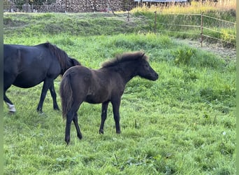 Classic Pony, Stallion, Foal (05/2025), 10,2 hh, Black