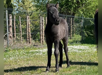 Classic Pony, Stallion, , 10,2 hh, Black