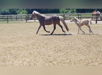 Classic Pony, Stallion, Foal (07/2025), 11 hh, Chestnut