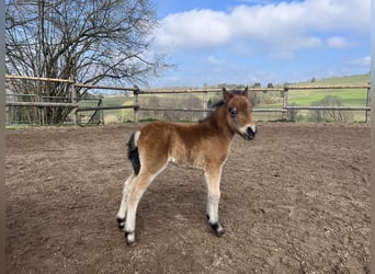 Classic Pony Mix, Stallion, Foal (04/2026), 9.2 hh