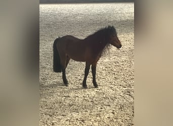 Classic Pony Mix, Stallion, Foal (04/2026), 9.2 hh, Leopard-Piebald