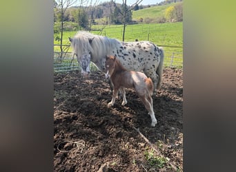 Classic Pony Mix, Stallion, Foal (04/2026), 9.2 hh, Leopard-Piebald