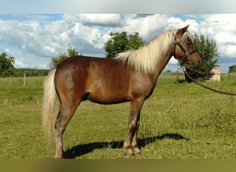 Classic Pony, Stallone, 1 Anno, 110 cm