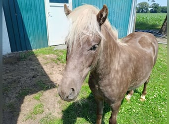 Classic Pony, Stallone, 1 Anno