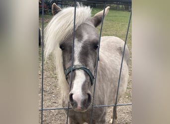 Classic Pony, Stallone, 2 Anni, 124 cm, Grigio ferro