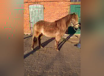 Classic Pony, Stallone, 2 Anni, Pelle di daino