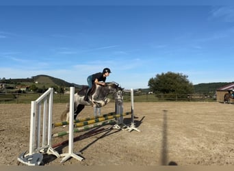 Classic Pony, Stallone, 4 Anni, 137 cm, Pezzato