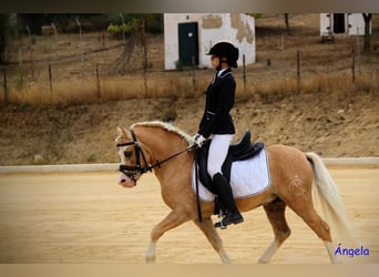 Classic Pony, Stallone, 6 Anni, 120 cm, Pearl