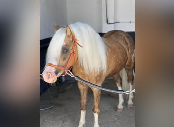 Classic Pony, Stallone, 6 Anni, 120 cm, Pearl