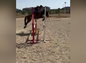 Classic Pony, Stute, 10 Jahre, 122 cm, Brauner