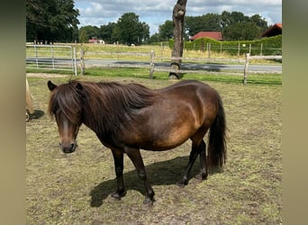 Classic Pony, Stute, 11 Jahre, 110 cm, Schwarzbrauner