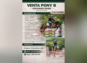 Classic Pony, Stute, 11 Jahre, 126 cm, Dunkelbrauner