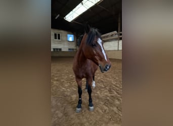 Classic Pony, Stute, 11 Jahre, 150 cm, Brauner