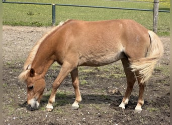 Classic Pony, Stute, 12 Jahre, 110 cm, Fuchs