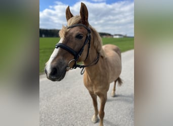 Classic Pony, Stute, 12 Jahre, 145 cm, Hellbrauner