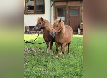 Classic Pony, Stute, 14 Jahre, 102 cm, Fuchs