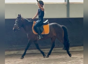 Classic Pony Mix, Stute, 14 Jahre, 125 cm, Brauner
