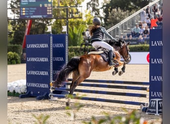 Classic Pony, Stute, 14 Jahre, 128 cm, Brauner