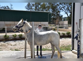 Classic Pony, Stute, 14 Jahre, 148 cm, Fliegenschimmel