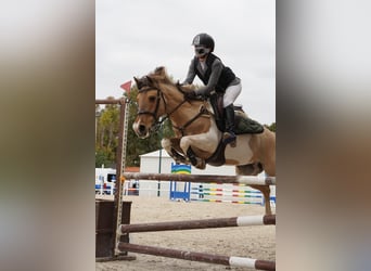 Classic Pony, Stute, 17 Jahre, 138 cm, Schecke