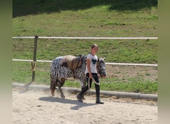 Classic Pony, Stute, 18 Jahre, 110 cm, Schimmel