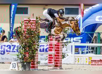 Classic Pony Mix, Stute, 18 Jahre, 140 cm, Schecke