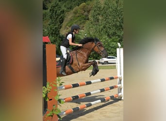 Classic Pony Mix, Stute, 18 Jahre, 146 cm, Dunkelbrauner