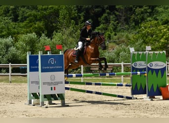 Classic Pony Mix, Stute, 18 Jahre, 146 cm, Dunkelbrauner