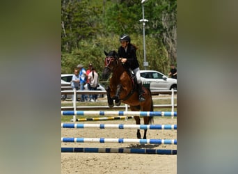 Classic Pony Mix, Stute, 18 Jahre, 146 cm, Dunkelbrauner
