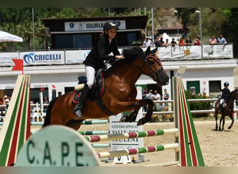 Classic Pony Mix, Stute, 18 Jahre, 146 cm, Dunkelbrauner